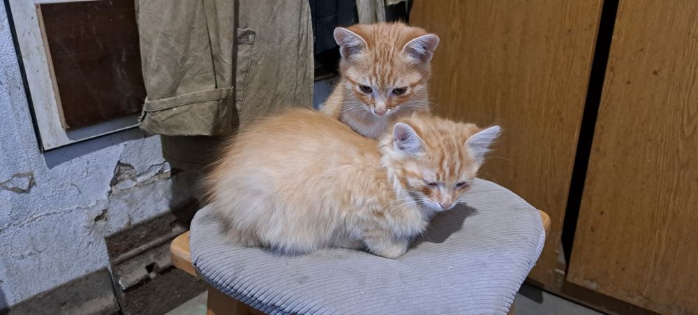 Котята отдам даром