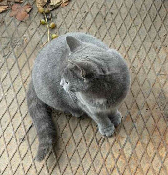 Отдам даром в добрые руки серых кошечек метисы британской породы