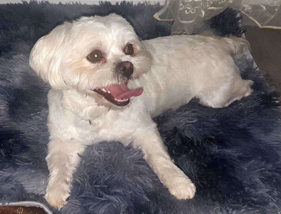 Мальтіпу хлопчик в'язка!!!