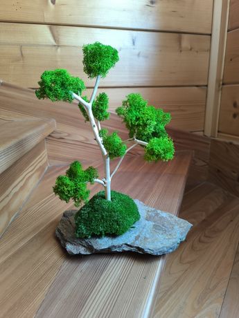 Bezobsługowe bonsai prezent urodziny ślub komunia rocznia