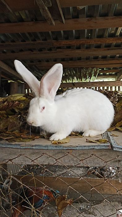 Бельгієць,самчик,кролі