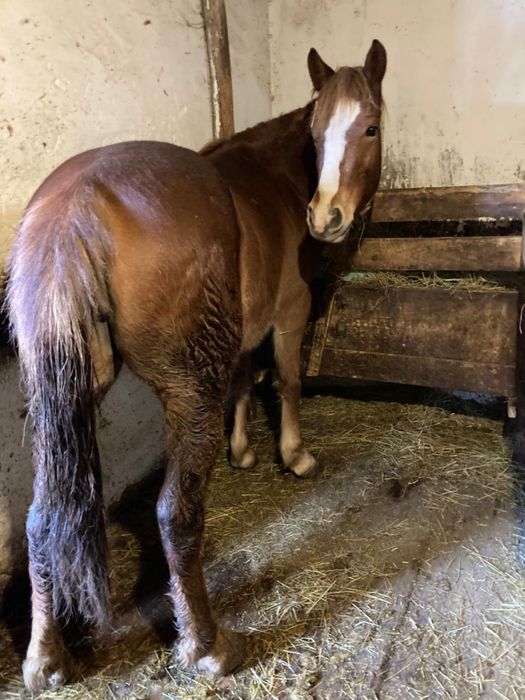 Продаю кобилу