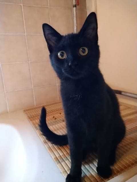 Adoptuj Radzyminiaka - Tamarka- 5 m-czna czarna koteczka- adopcja.