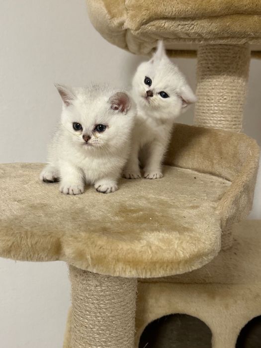 Британский кот на вязку с отличной родословной.