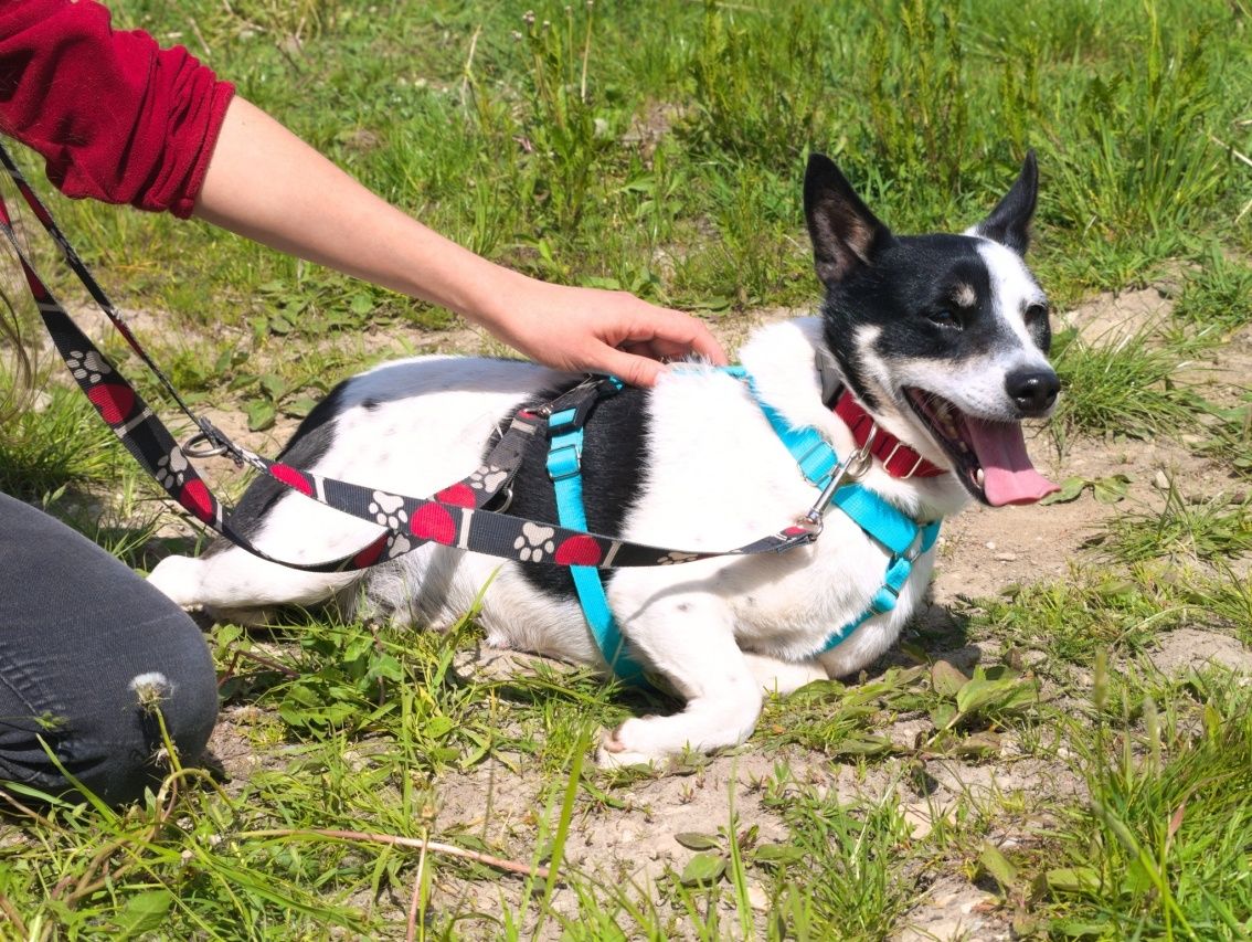 Biały pies Domiczek do adopcji