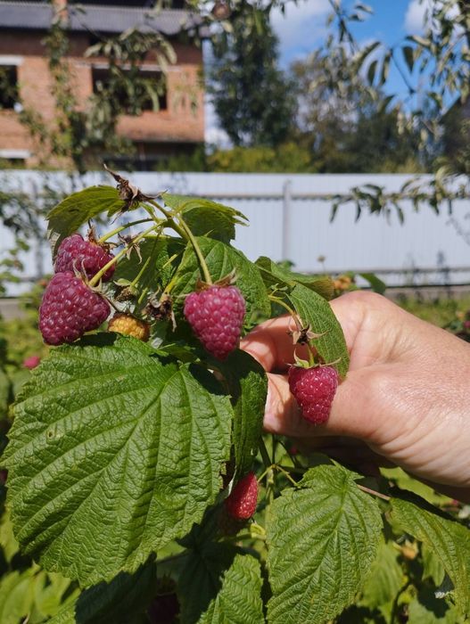 Малина Ремонантна