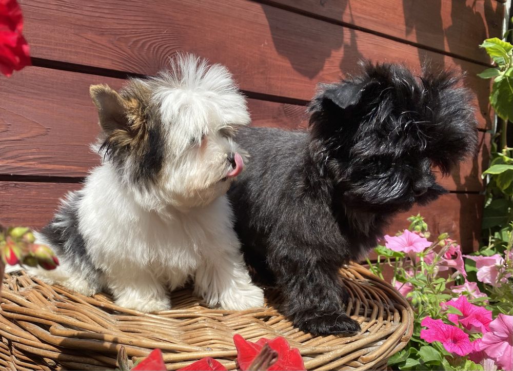 Black & White - black - Yorkshire  Terrier - biewer