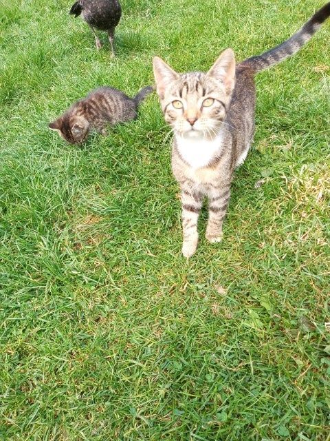 Do oddania koty i kotki