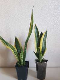 Сенсевиерия Лауренти комнатное растение длина листа 37 см 100 грн.