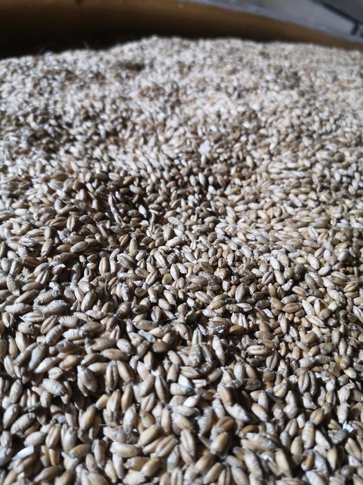 Pszenżyto ozime  paszowe