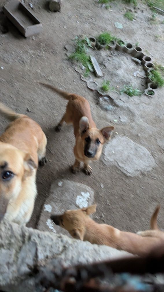 Cães pastores para adoção