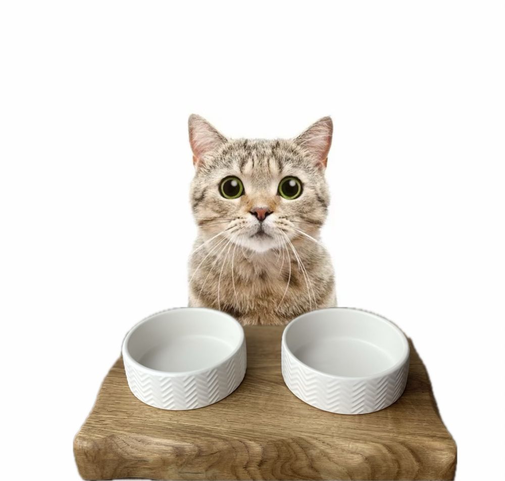 Wood BOWL годівничка для кота, миска для кота, деревяна підставка