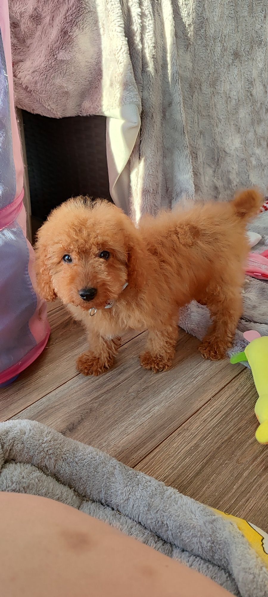 Cavapoo f1b Red cavalier pudel cavapoo