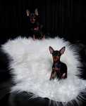 Praski Ratler / Ratlerek / Ratler (nie chihuahua) miniaturka mini xxs