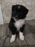 Szczeniak- Piesek Border Collie Black white