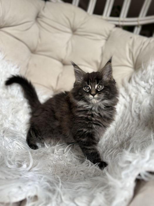 Maine Coon - kotka