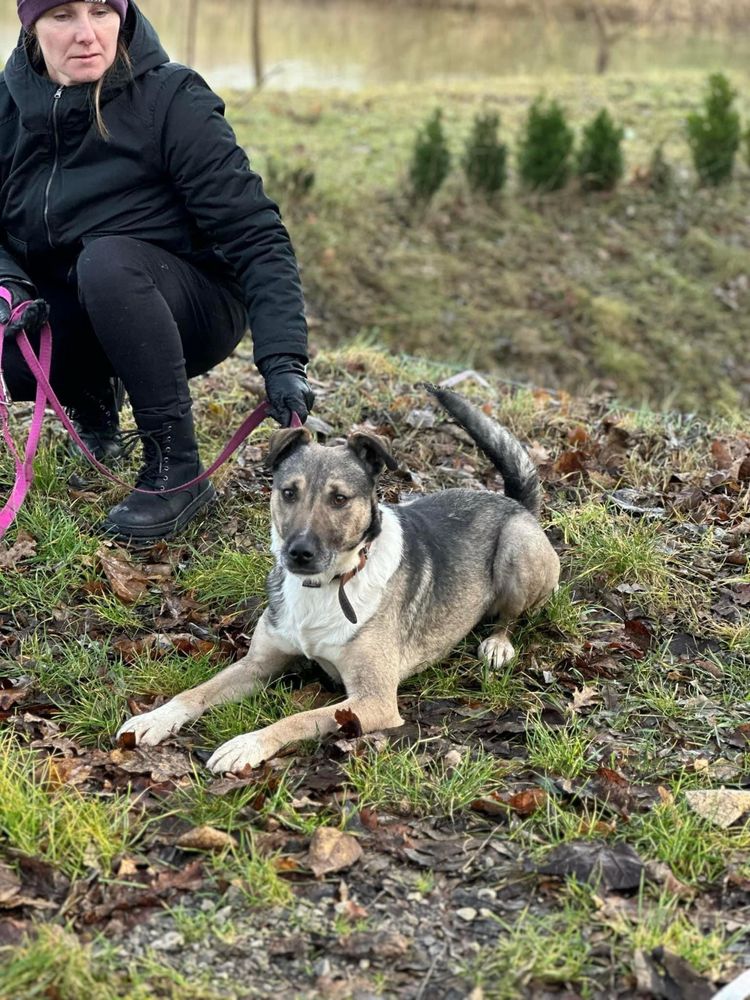 Energiczny wyjatkowo piekny samiec do adopcji!