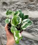 Planta Epipremnum N'Joy