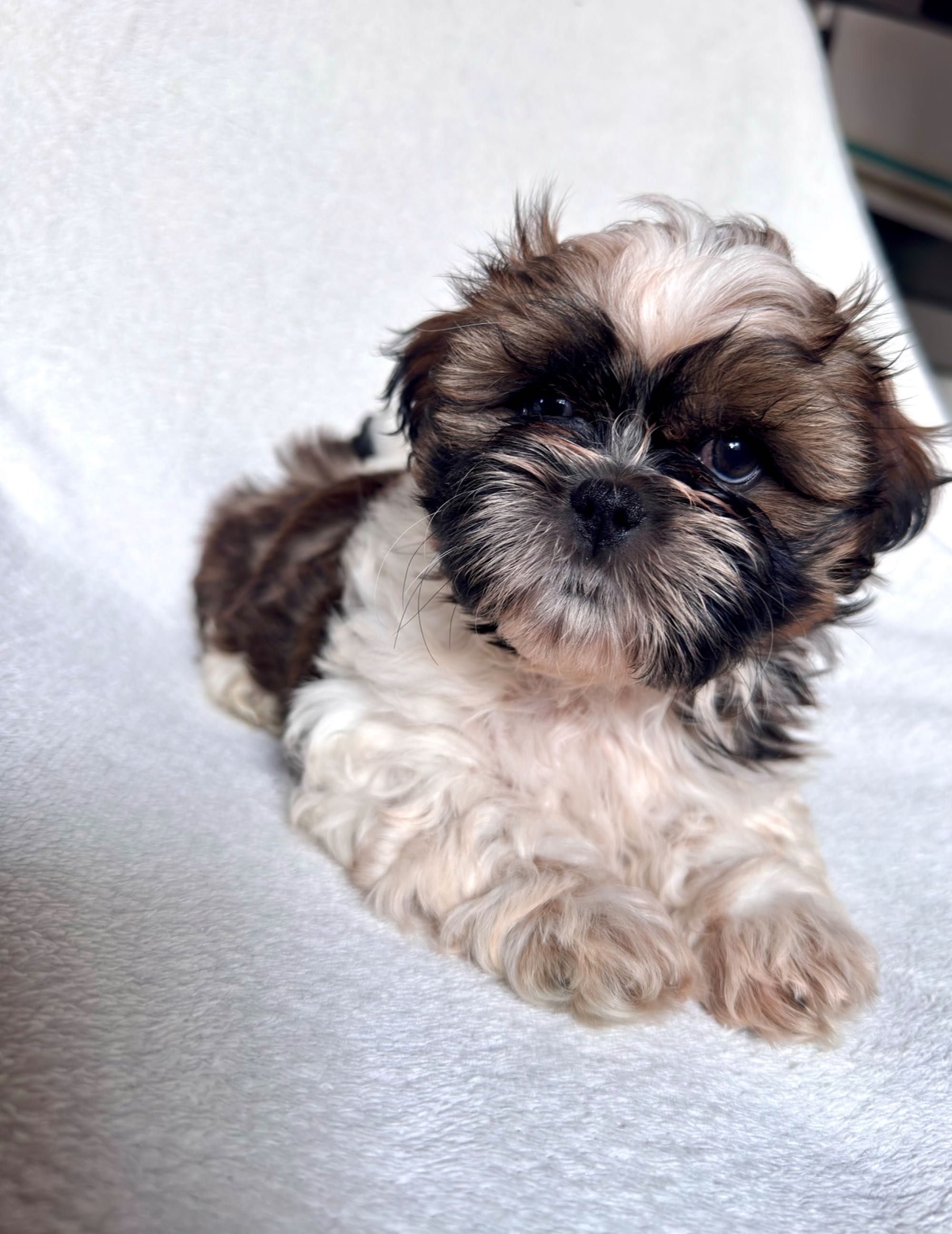 Szczeniaczek Shih Tzu gotowy do zmiany domku