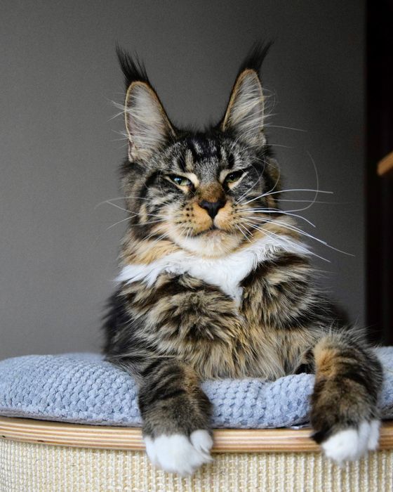 Hodowla kotów Maine Coon, Felis Polonia/FPL