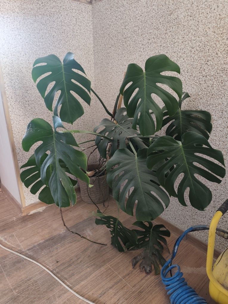 Monstera dziurawa