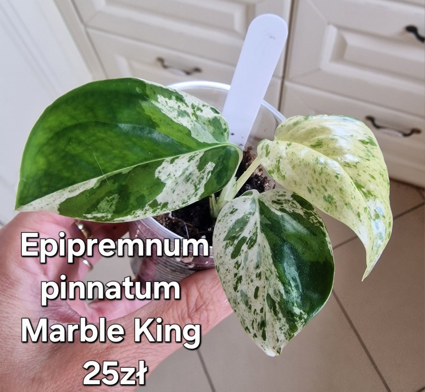 Zamówienie Ewelinki