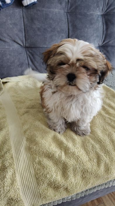 Shih tzu Piesek Gotowy do Odbioru
