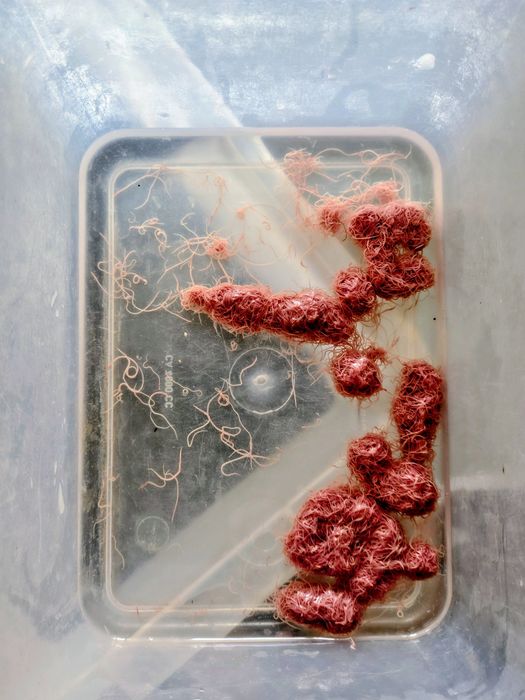 Трубочник Изя для домашнего разведения