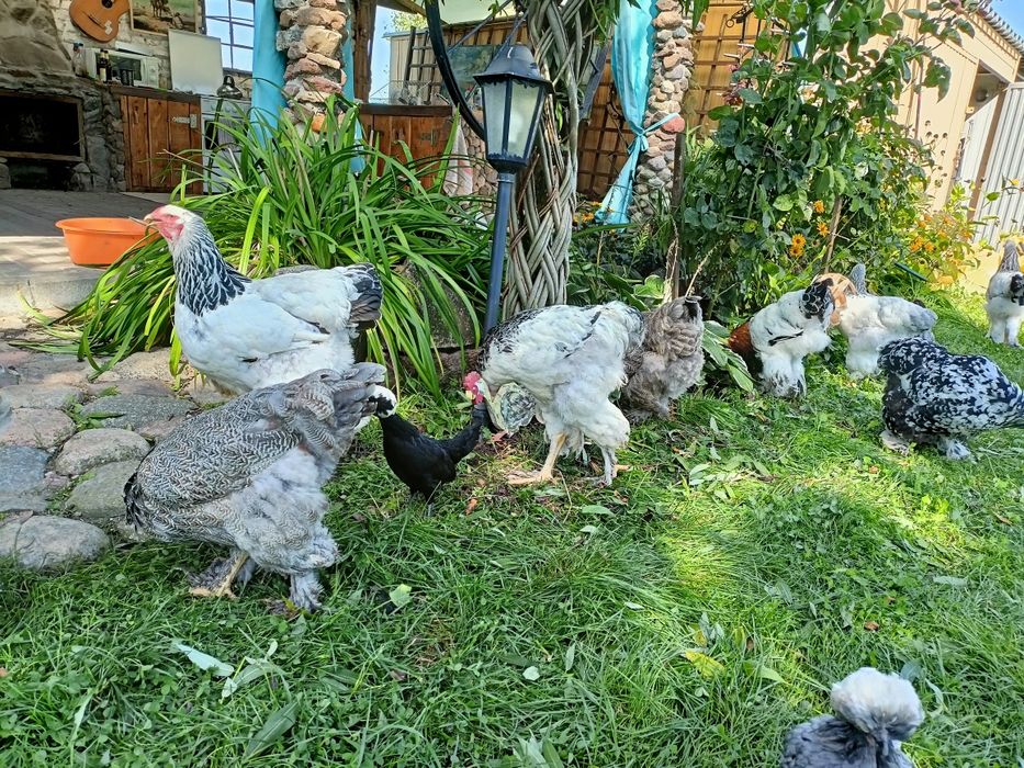 Sprzedam kury ozdobne