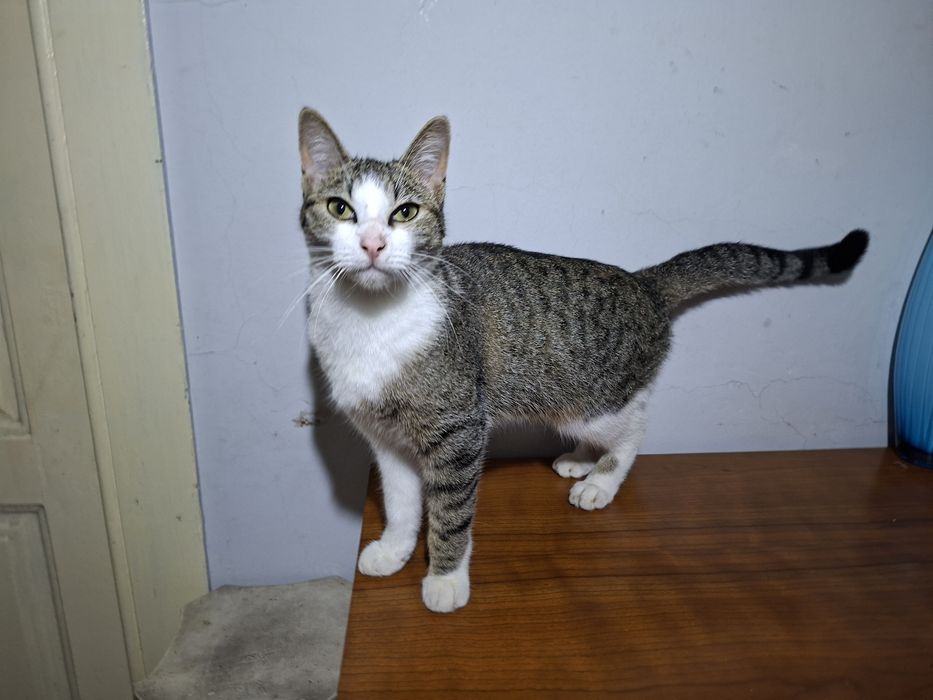 Dou gatinha muito meiga