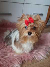 Blueberry yorkshire terrier suczka biewer