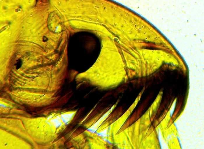 Mikroskop Delta Optical BioLight 300