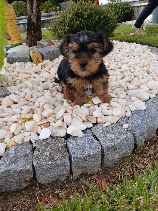 Yorkshire terrier macho