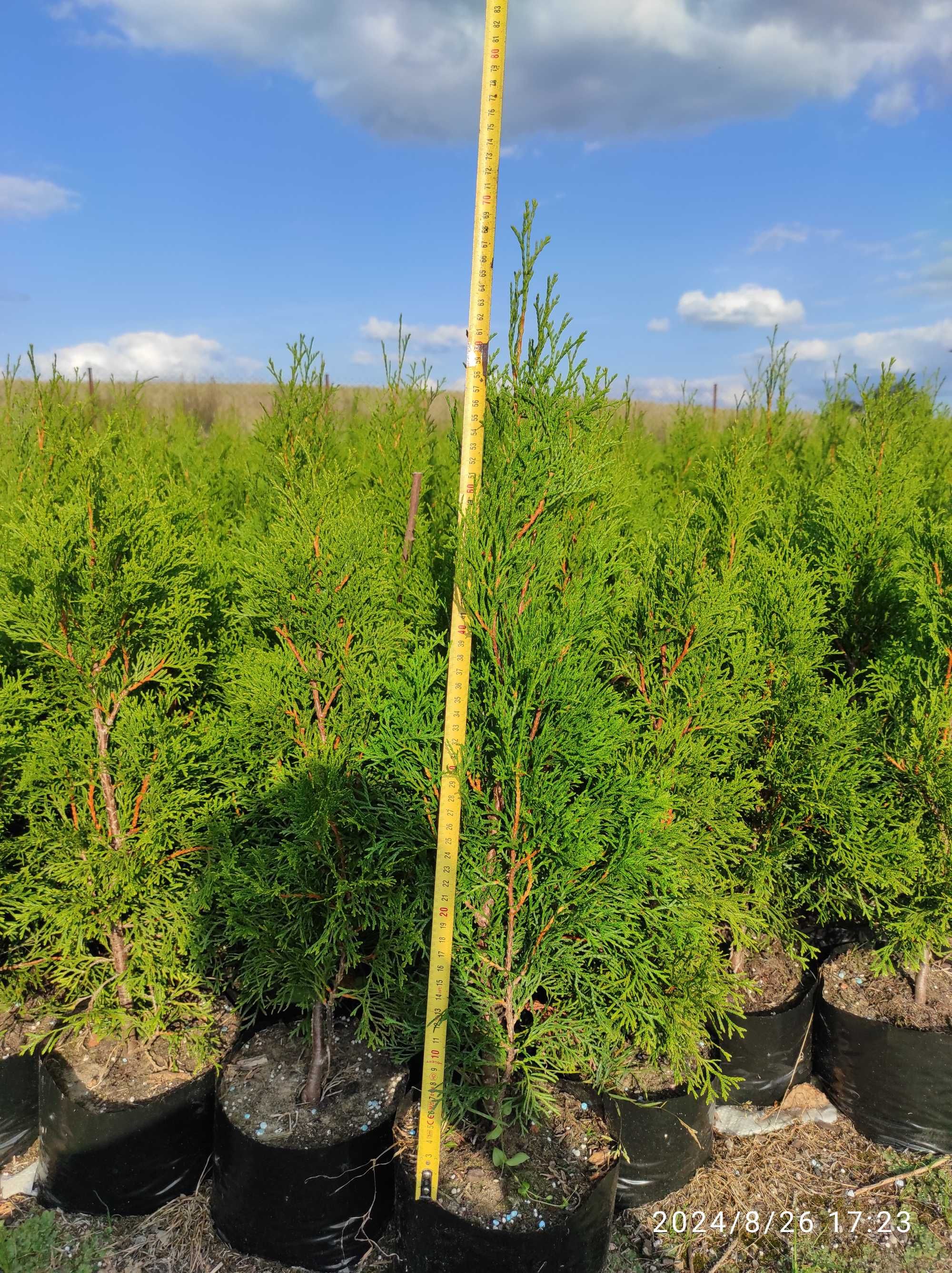 Tuje szmaragd 60cm