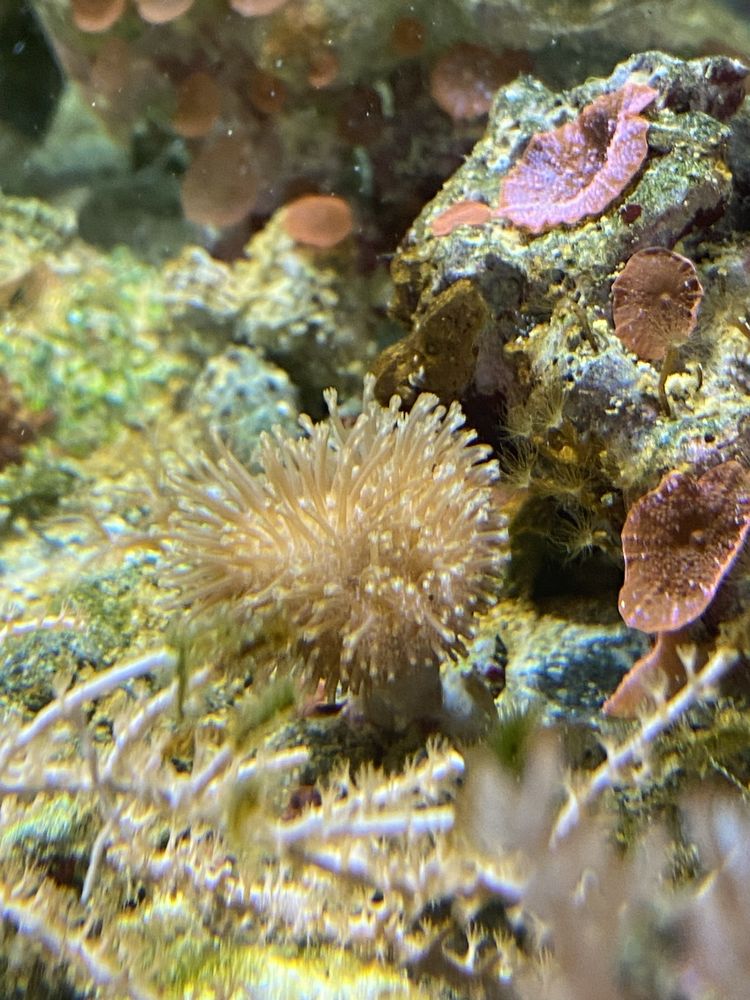 Sarcophyton s akwarium morskie koralowiec
