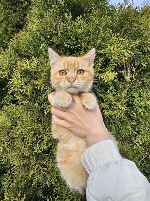 Котик хлопчик в добрі руки