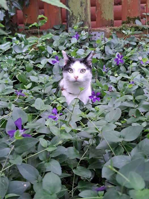 Kocurek szuka kochającego domu