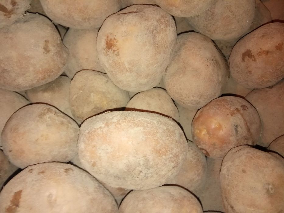 Ziemniaki jadalne