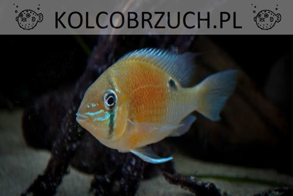 Grzebiec zielony - Biotodoma Cupido