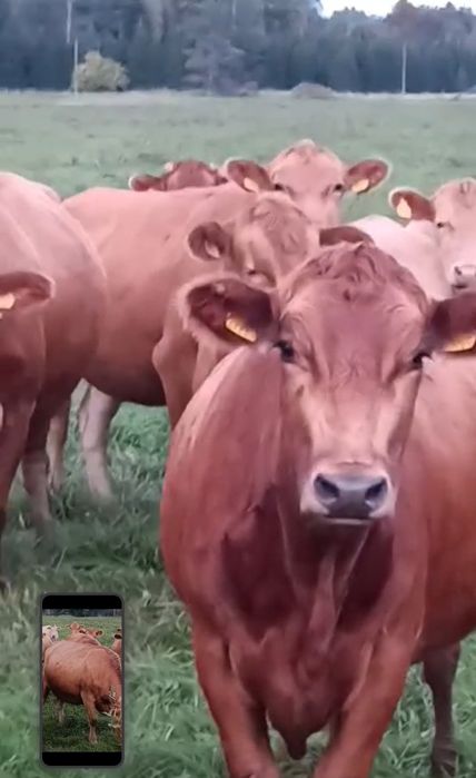 Jałówki mleczne wysokocielne Estońska czerwona  7-8 miesięcy cielność