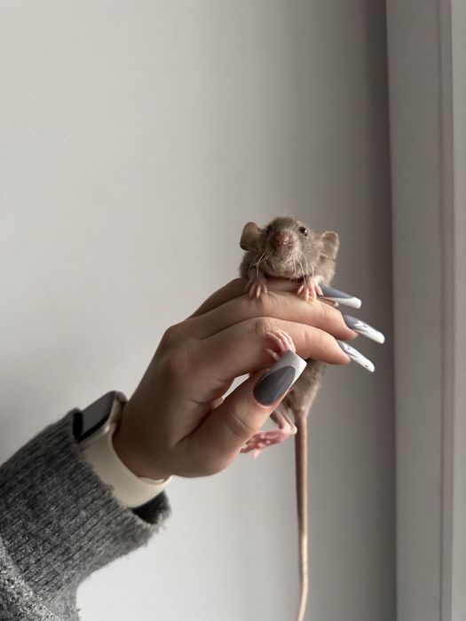 Криси Крысы Сміла, дамбо рекс