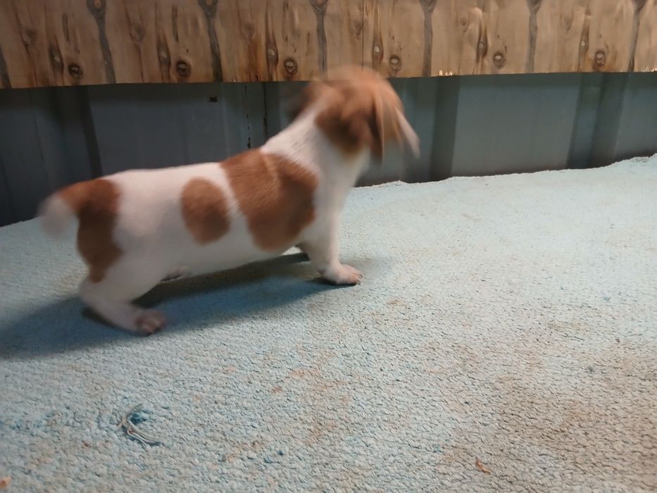 Jack russel terrier macho