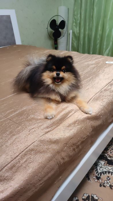 В'язка шпіц vip якість