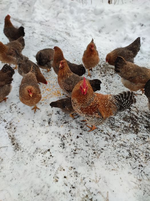 Інкубаційне яйце Білефельдер