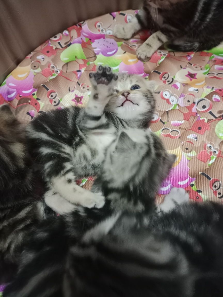 Продам мраморных котят.