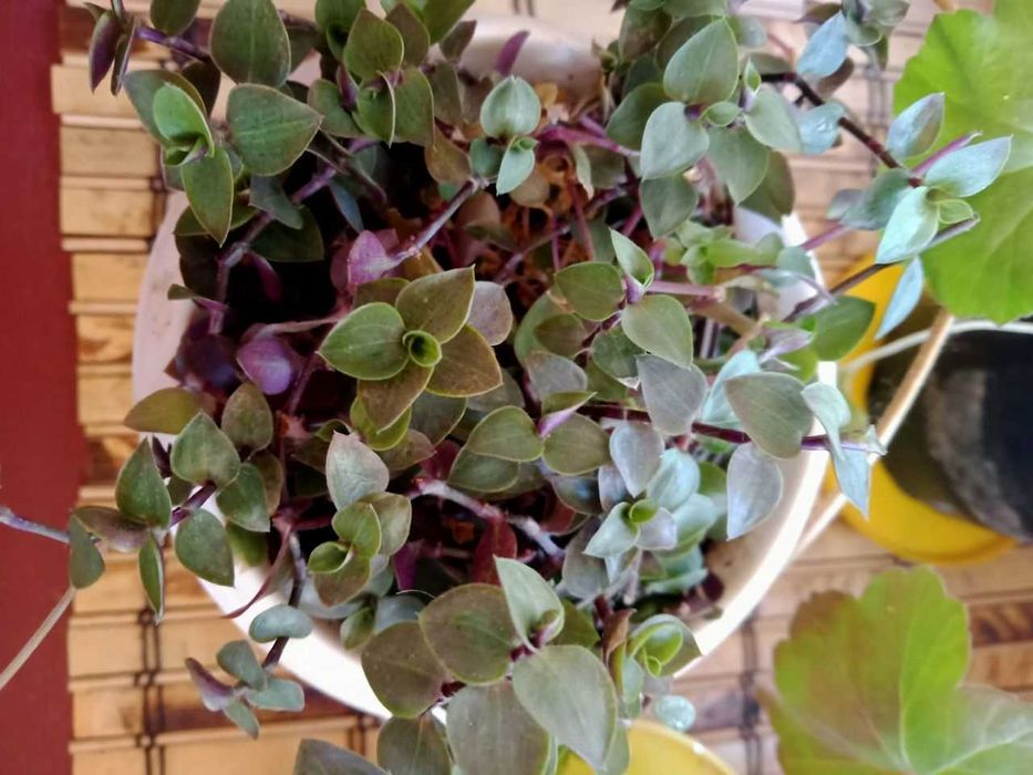 Традесканція альбіфлора, рео, колізія