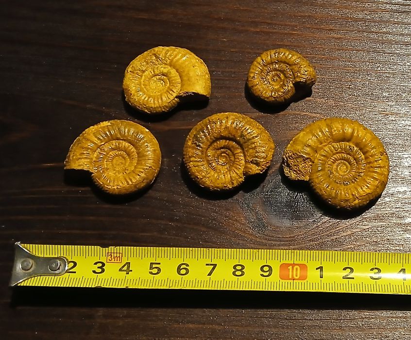 Zestaw amonitów jurajskich. Wyprzedaż kolekcji.