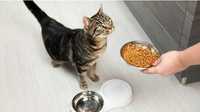 Підбір сухих та вологих кормів, ветеринарних дієт  для собак/котів