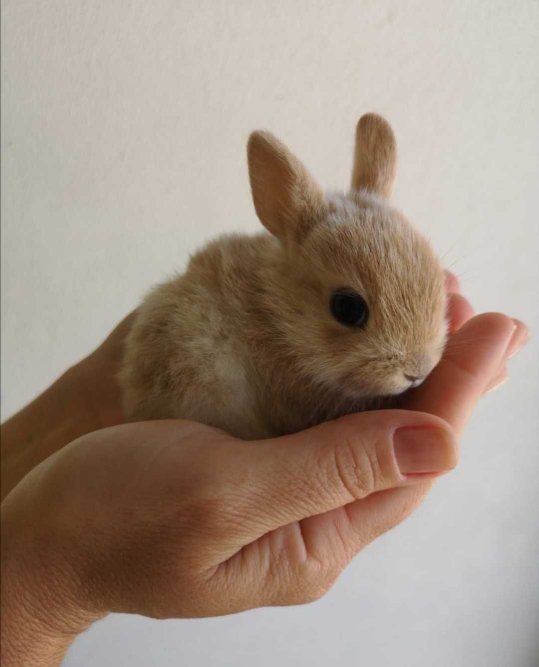 KIT completo coelhos anões mini holandês e minitoy super meigos