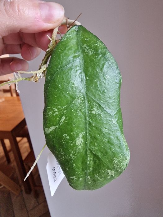 Hoya Rainy Man ukorzeniona 1 lisc